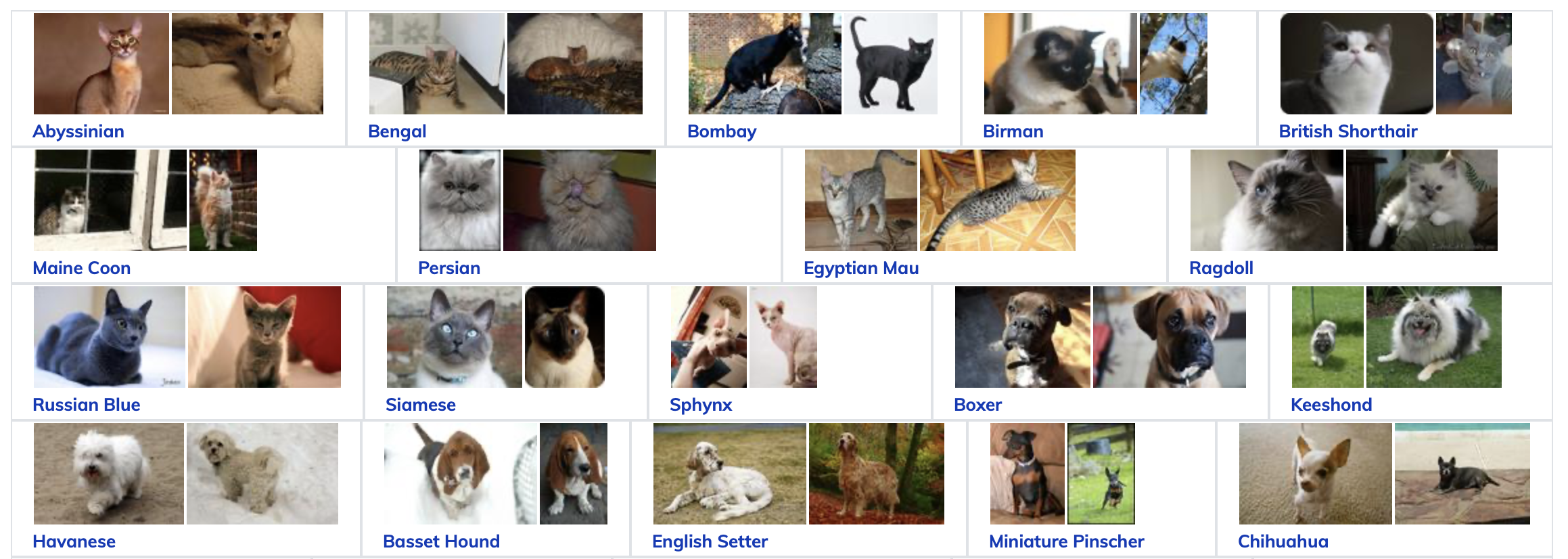 cats-and-dogs